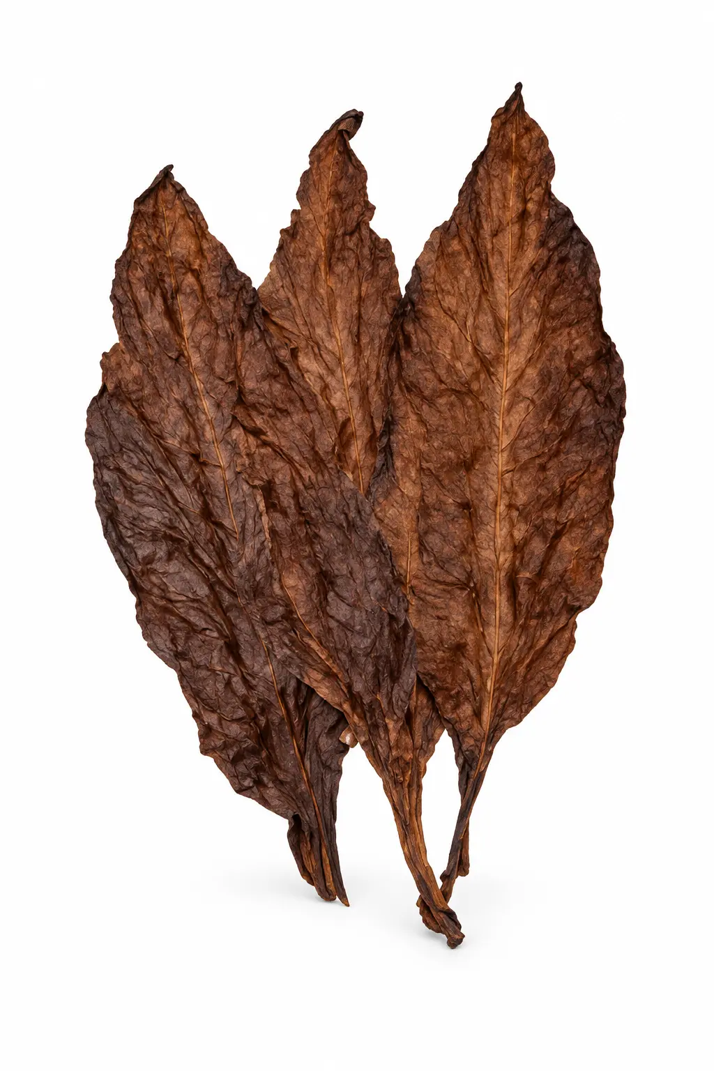 Grabba tobacco leaves